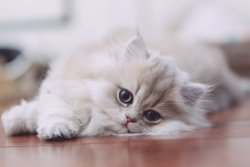 alt Golden Tales cat